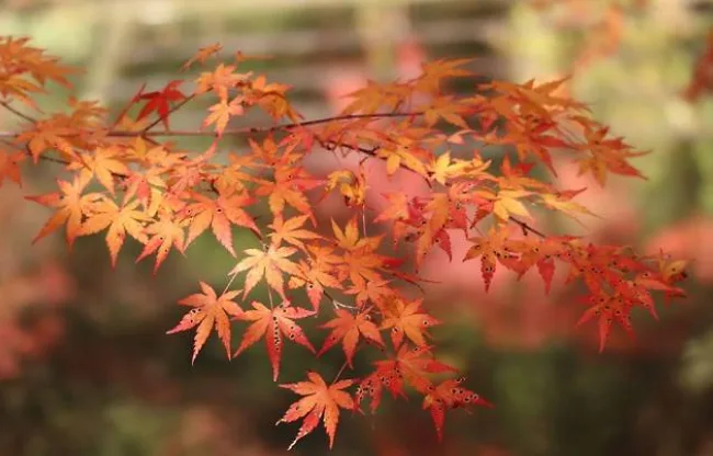 가을 단풍 명소 추천 3곳｜내장산·설악산·속리산 코스 한눈에 비교