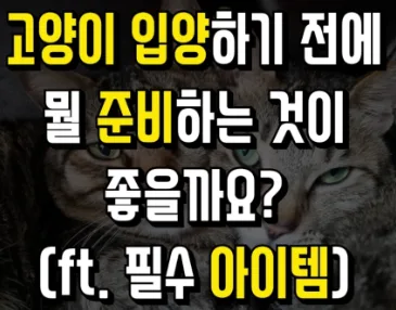 고양이 입양 전 준비물 리스트와 필수 체크리스트 5가지 (초보 집사 가이드)
