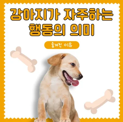 반려견이 보내는 신호 제대로 이해하기