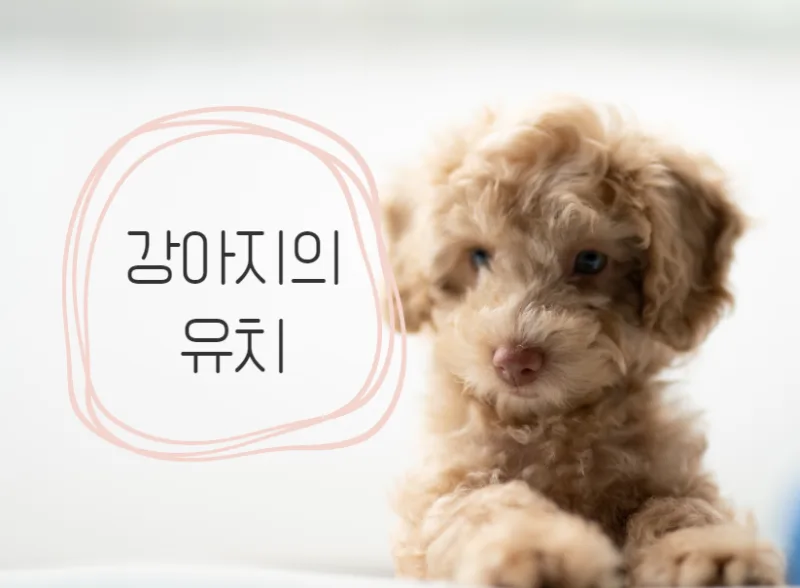 강아지 유치 빠지는 시기, 주의할 점까지 총정리