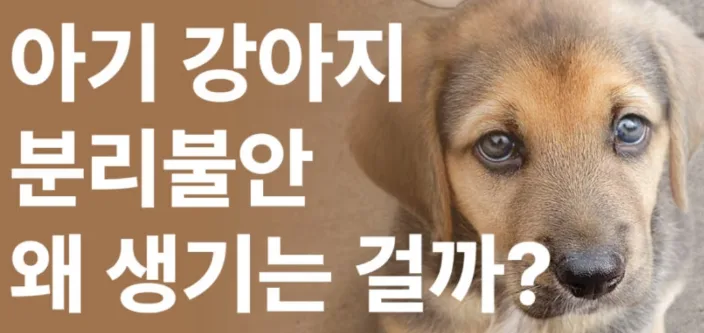 강아지 분리불안 증상과 원인 총정리 