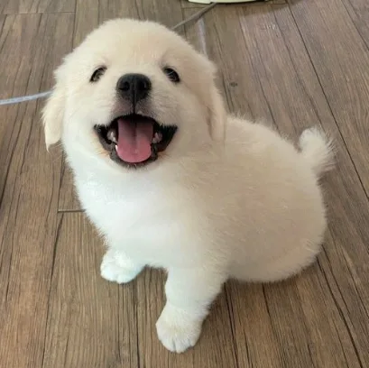 강아지 입양 전 꼭 알아야 할 것과 준비해야 할 것