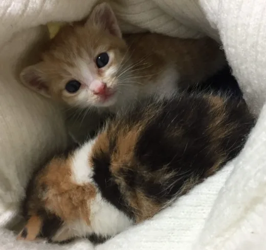 고양이 입양 후 꼭 해야 할 훈련과 관리 방법 총정리