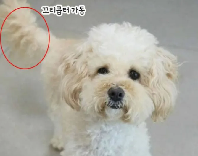 파양 아픔 딛고 꼬리콥터 붕붕! (카라 더봄센터)