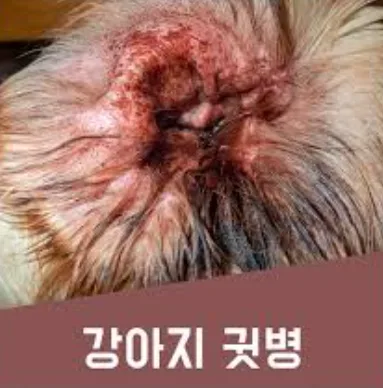 반려견 귓병 예방 가이드