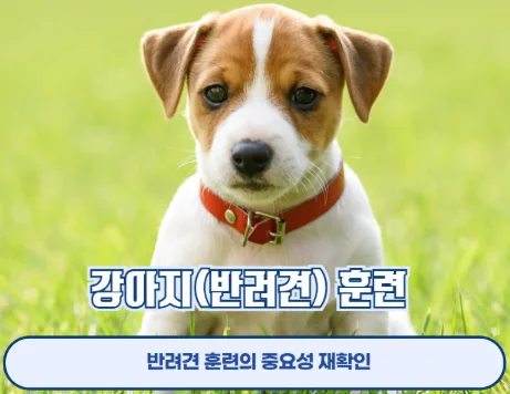 강아지 입양 후 꼭 해야 할 훈련 5가지