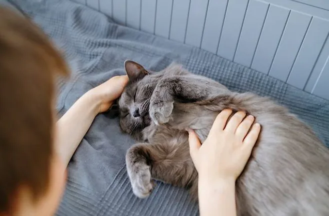 고양이는 억울하다?