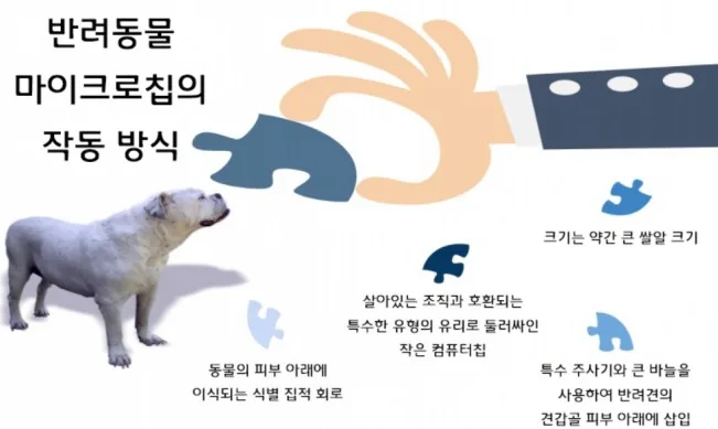 반려견 동물등록 - 왜 내장형 무선식별장치(마이크로칩)의 필요하나