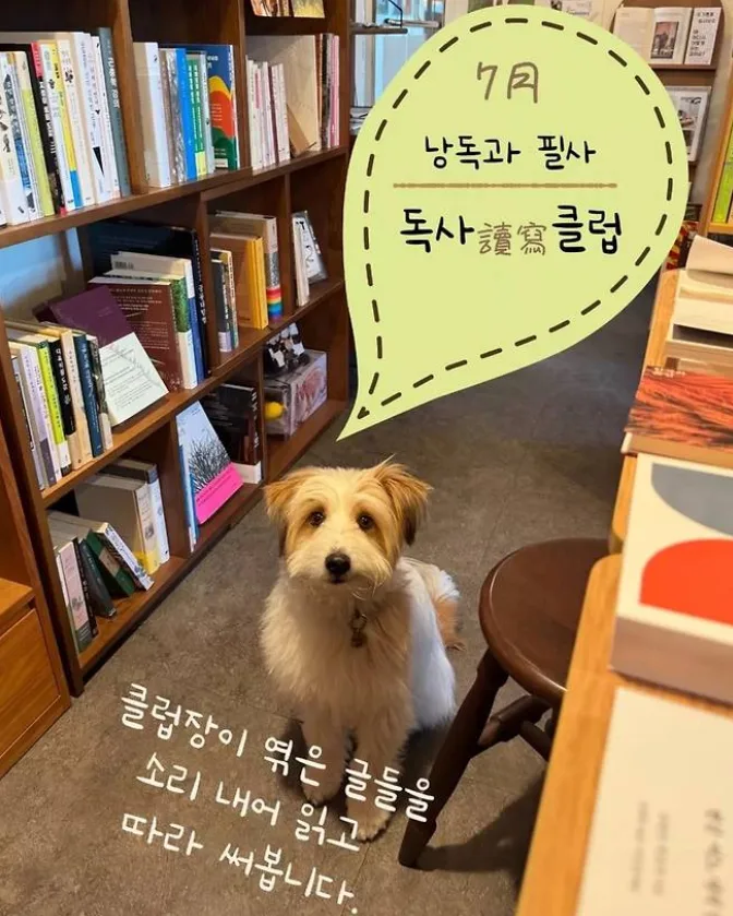 보호소 대신 카페·책방으로… 유기견 입양의 따뜻한 변화