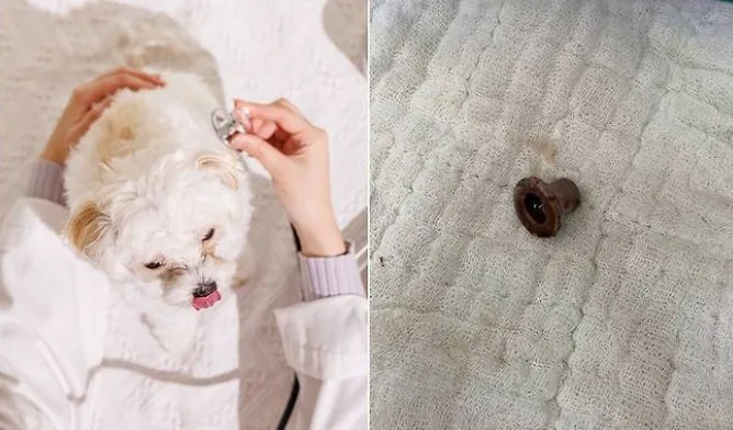 반복되는 강아지 구토·설사, 단순 장염이 아닐 수 있습니다!