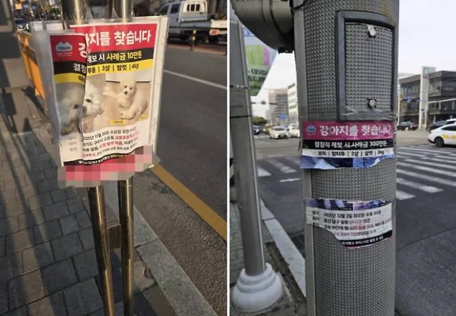 실종 반려동물 전단지가 불법? 반려견·반려묘 찾기 힘든 현실과 대안