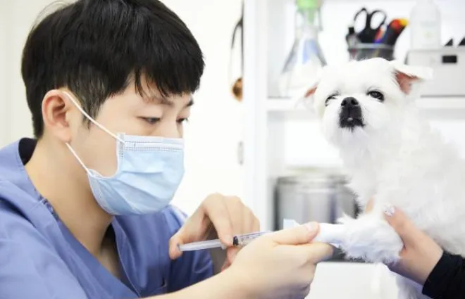 수술이 어려운 반려동물 종양, 전기 항암치료(ECT)로 길을 찾다