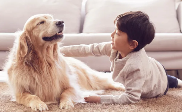 강아지도 사람 표정을 읽는다? 최신 뇌과학이 밝힌 반려견의 감정 인식 능력