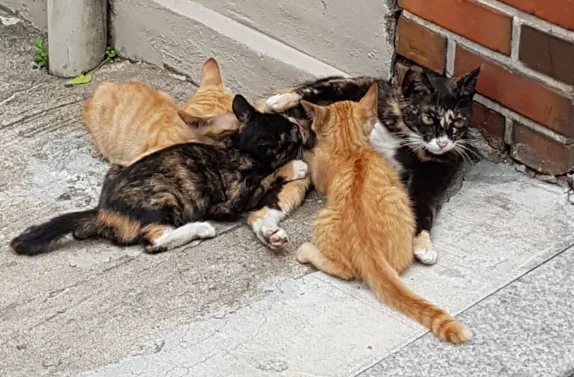청주 고양이 20마리 방치 사건 – 동물학대 신고 무용지물 되는 이유