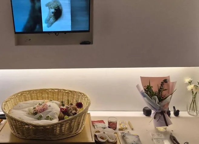 반려동물 장례 절차 총정리 | 장례지도사에게 듣는 준비 방법과 마음가짐